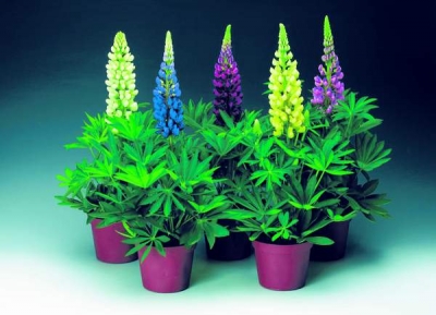 Lupinul are de patru ori mai multe proteine vegetale decât boabele de grâu