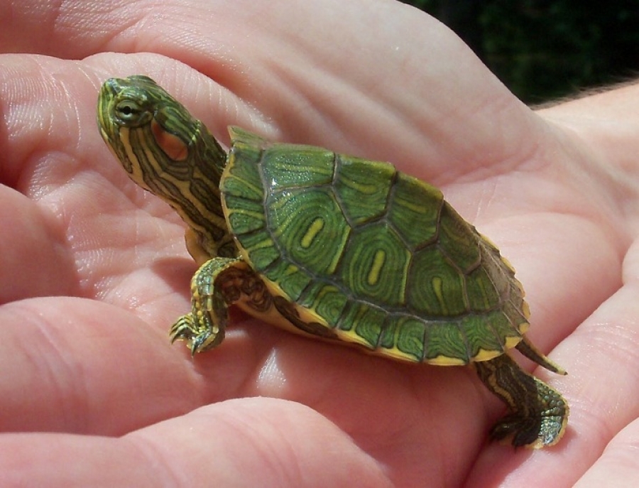 Broasca ţestoasă: De ce pericole trebuie să o fereşti