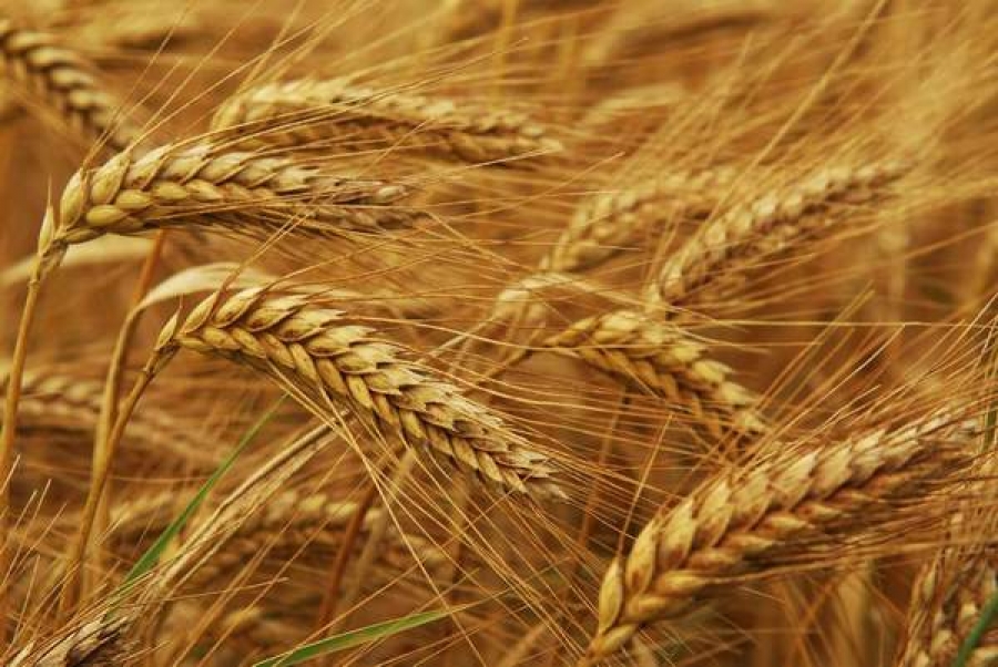 România şi Bulgaria vor profita de restricţiile impuse de Rusia exporturilor de grâu