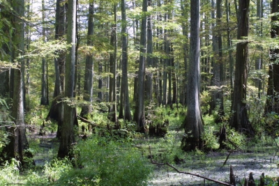 Schema de spriijin pentru servicii de silvomediu şi conservarea pădurilor, prelungită până la 15 iunie