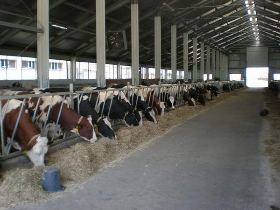 60% din fermele de vaci din ţară vor dispărea la eliminarea cotei de lapte, de la 1 aprilie