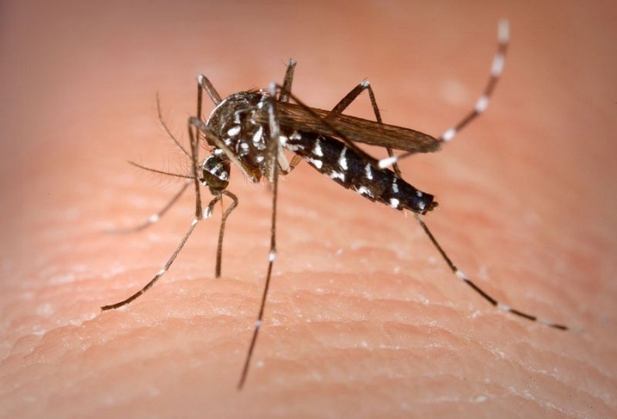 Europa ar putea fi invadată de viruşi tropicali care se transmit prin insecte