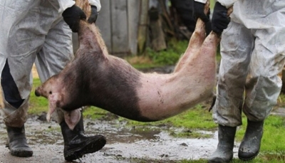 Un nou focar de pestă porcină în judeţul Galaţi: 16 porci din Independenţa au fost sacrificaţi