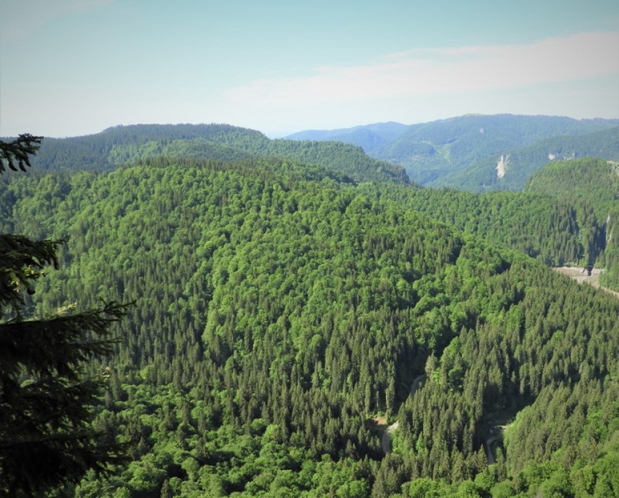 Romsilva: Măsuri suplimentare pentru prevenirea şi stingerea incendiilor în fondul forestier