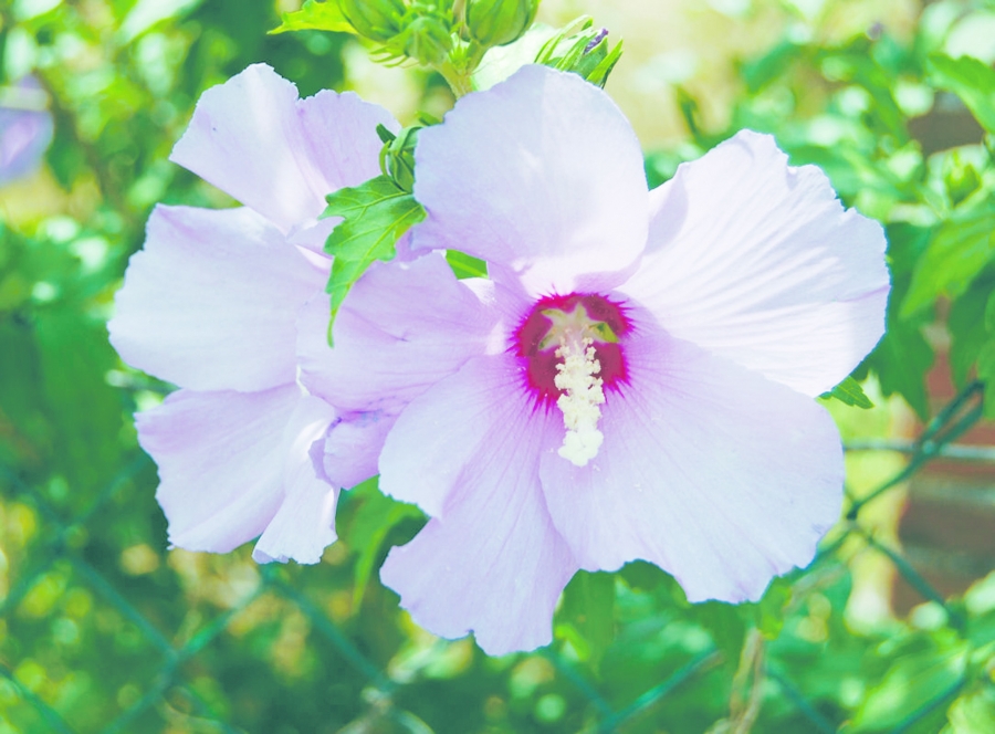 Floarea de Hibiscus previne îmbătrânirea prematură a pielii