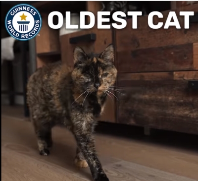Guinness World Records: Flossie, cea mai bătrână pisică de lume, are 27 de ani