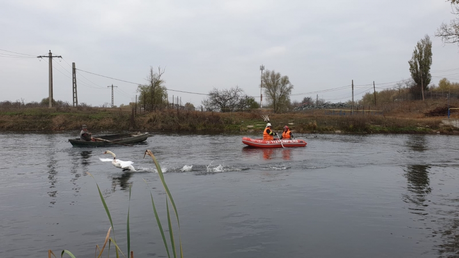 GALAŢI | Descoperire şocantă pe malul apei: O lebădă omorâtă şi alta rănită (FOTO/VIDEO)