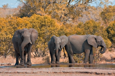 Zambawe doneazã 2.000 de animale