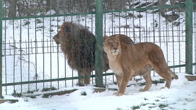 Iarna "de primăvară" schimbă şi comportamentul animalelor de la Zoo Galaţi (GALERIE FOTO)
