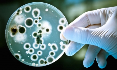 Descoperire a unui nou antibiotic eficient împotriva bacteriilor rezistente