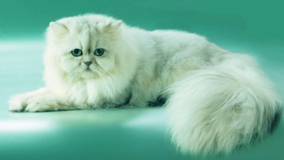 Pisica persană miaună discret şi destul de rar