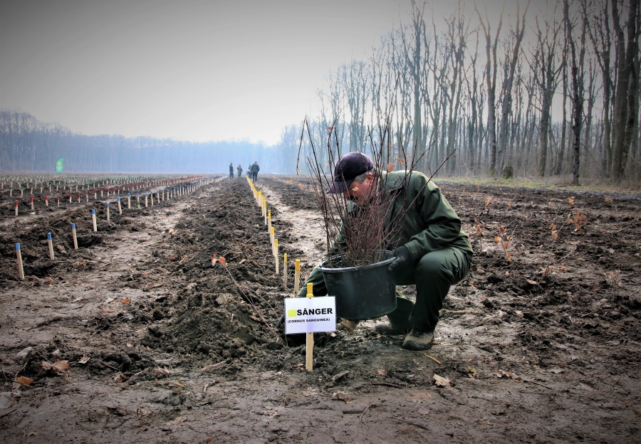 Romsilva: Circa 19 milioane de puieţi forestieri vor fi plantanţi în campania de împăduriri de primăvară