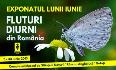 Exponatul lunii iunie la Complexul Muzeal: Fluturi diurni din România