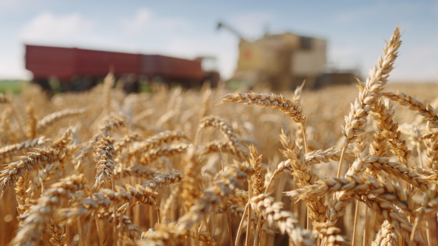 ONU: Primele exporturi de grâu ucrainean sunt așteptate săptămâna viitoare