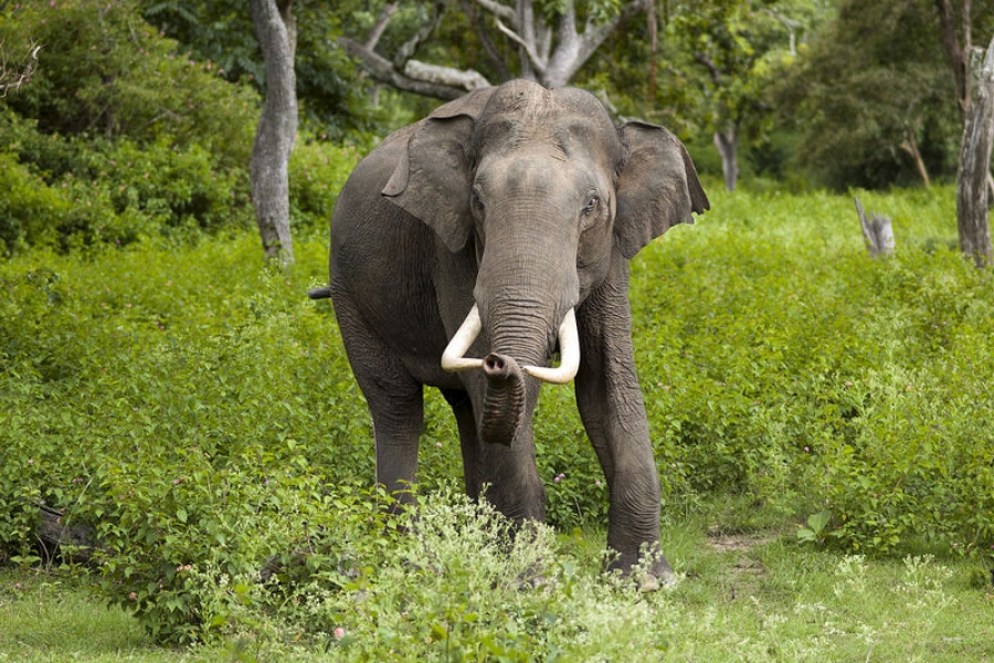 Micşorarea habitatului îi lasă pe elefanţi fără surse de hrană şi apă