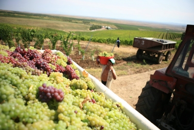 Producţia naţională de vin în acest an, cu 11% mai mare decât anul trecut