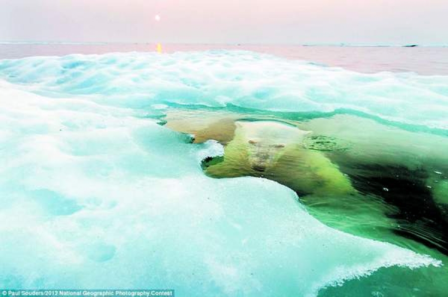 Cele mai bune imagini ale anului, la concursul National Geographic