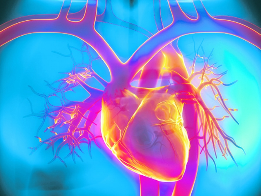 Cercetătorii americani au descoperit efectul pe care îl are reducerea consumului de calorii asupra bolilor cardiace