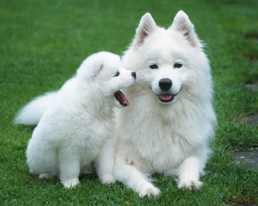 Câinele din rasa Samoyed, un bun partener de joacă pentru copii