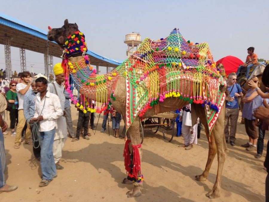 Târg de cămile, la Pushkar, India