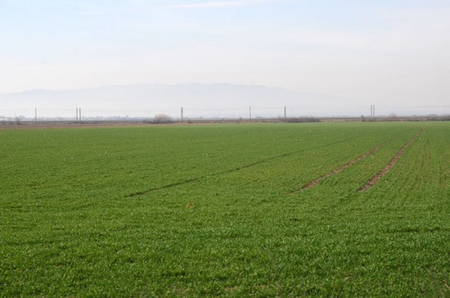 Primăria Galaţi caută, dar nu găseşte, cui să închirieze un teren arabil de peste 53.000 mp