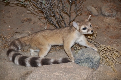 Pisica veveriţă, mamiferul oficial al statului Arizona