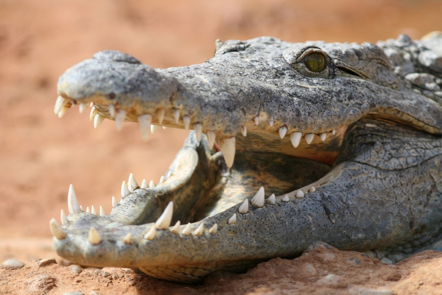 Un crocodil de la un parc zoo din Tunis a fost omorât cu pietre de vizitatori