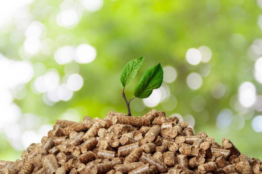 Biomasa poate deveni noua nişă de exploatare pentru industriile petrochimică şi agro-alimentară din România