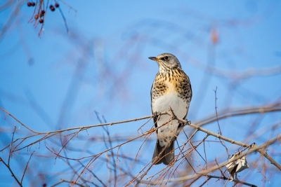 O nouă specie de pasăre a fost descoperită în fauna României