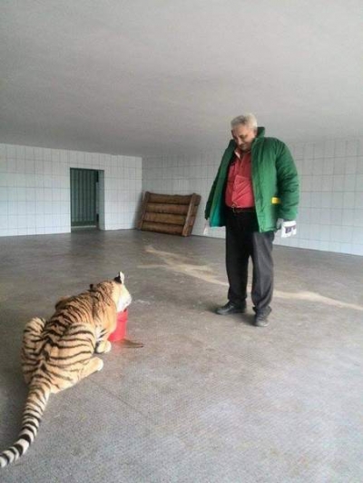 Nicolae Bacalbaşa, muşcat de un tigru siberian