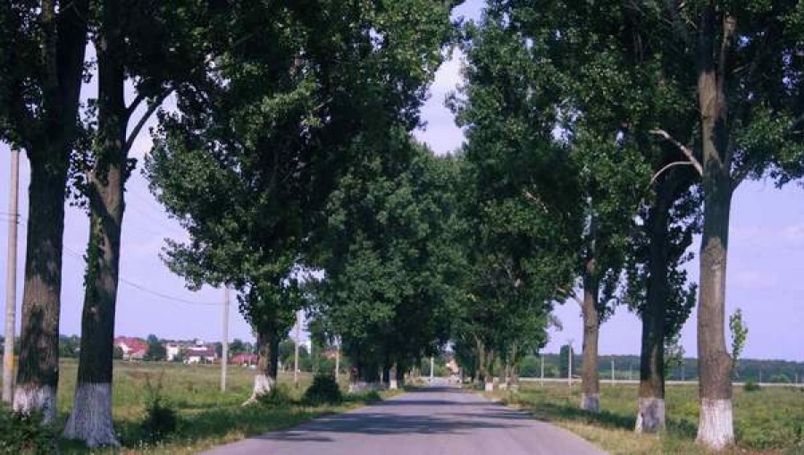 Autostrăzile şi drumurile trebuie mărginite de perdele forestiere