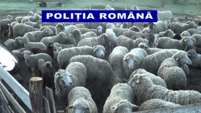 SCLAVIE la o stână, adolescent de 15 ani rupt de familie şi obligat la muncă fără bani