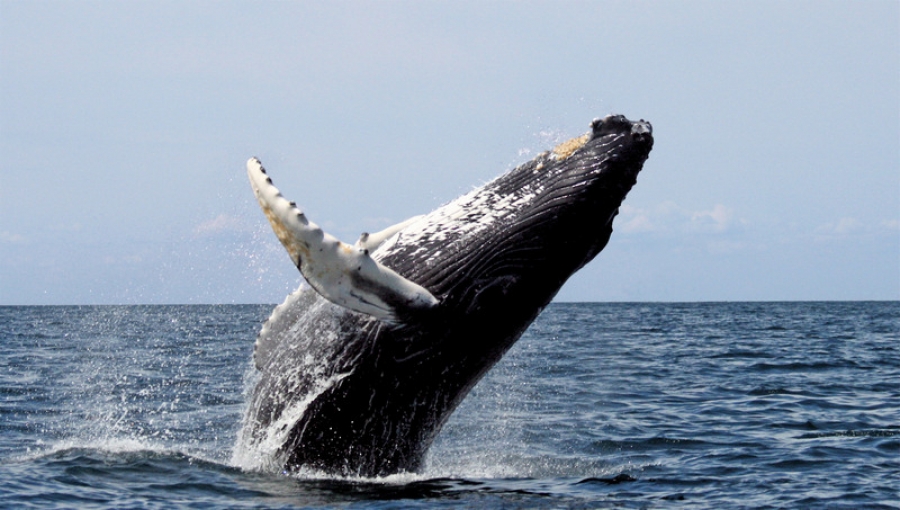Balene sei, ameninţate de om, schimbarea climei şi poluare