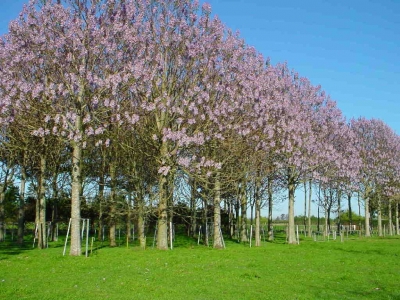 Paulownia, copacul cu cea mai rapidă creştere