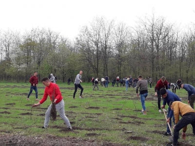 Elevii tecuceni au plantat 5.000 de puieţi de salcâm, la Movileni