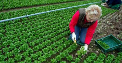 Fermierii se mai pot înscrie în agricultura ecologică până pe 29 august