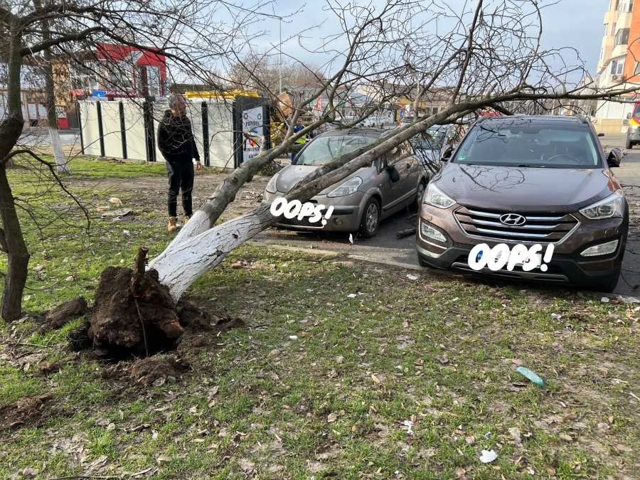 Copac căzut peste mașini în Galați