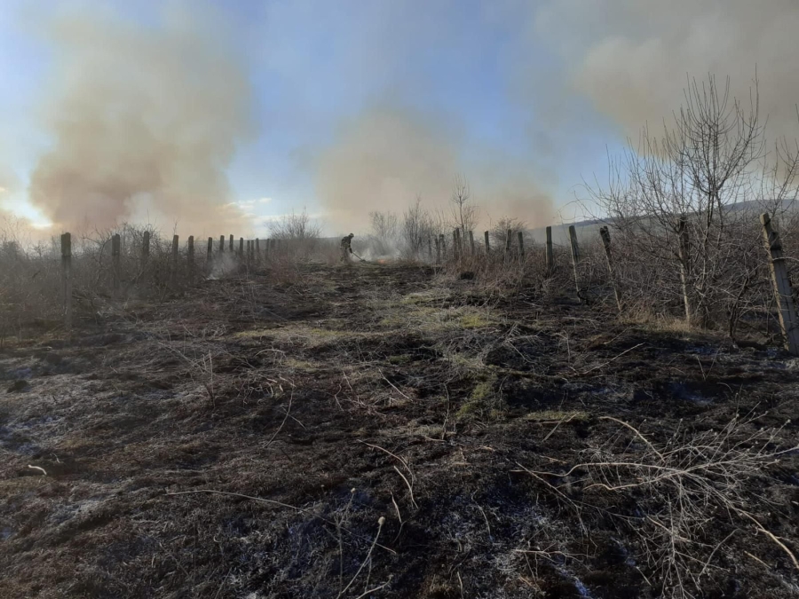 Plantaţie de viţă de vie în flăcări (VIDEO)