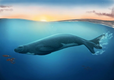 O nouă specie de focă rescrie istoria acestor animale