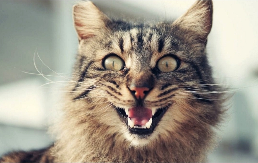 Specialiştii au descoperit că pisicile înţeleg până la cincizeci de cuvinte