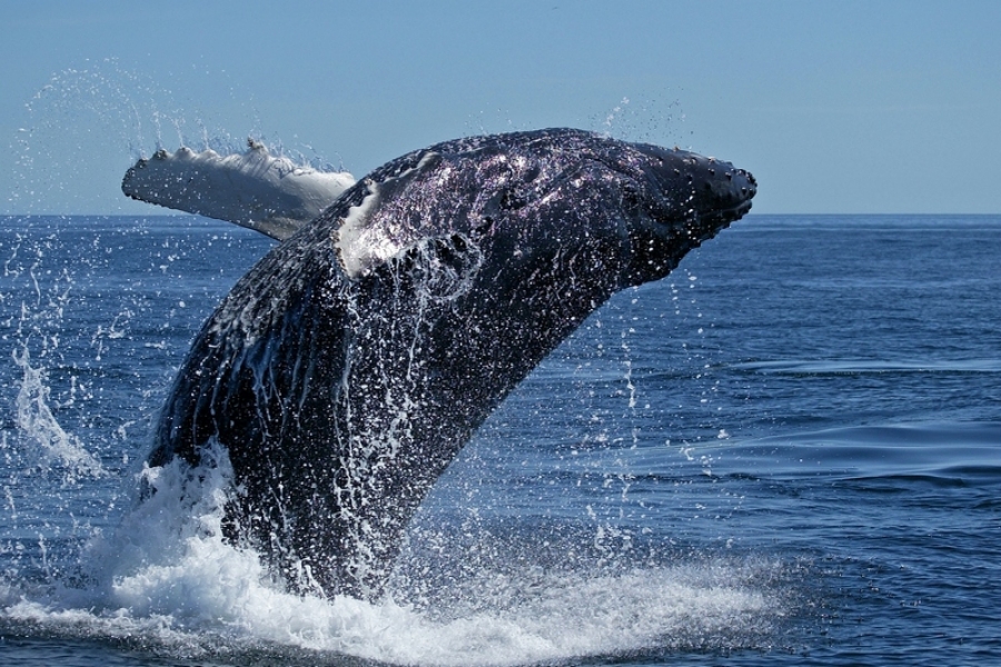Comportamentul complex al balenelor este legat de mărimea creierului