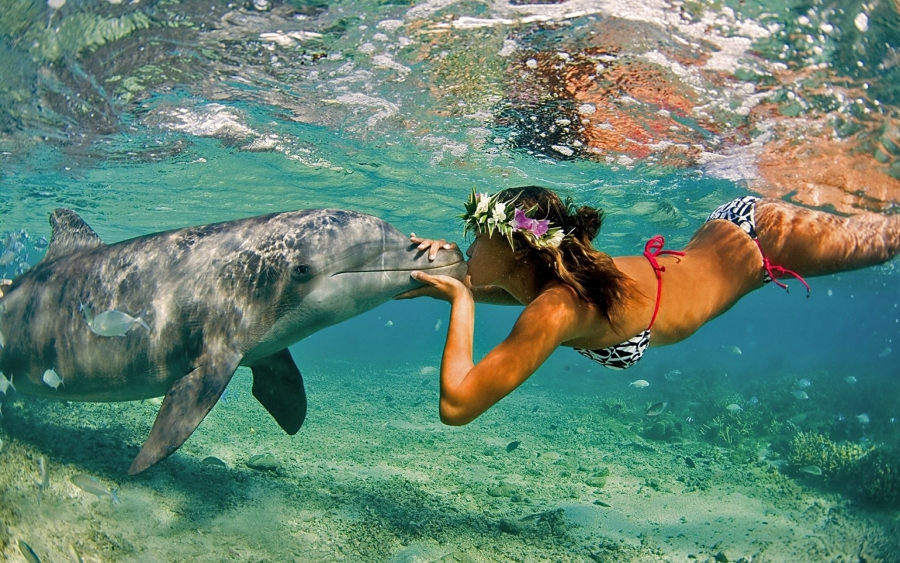 SUA doreşte să interzică înotul alături de delfini în Hawaii