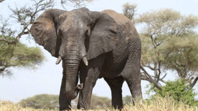 O persoană este ucisă în fiecare zi de un elefant sau de un tigru în India