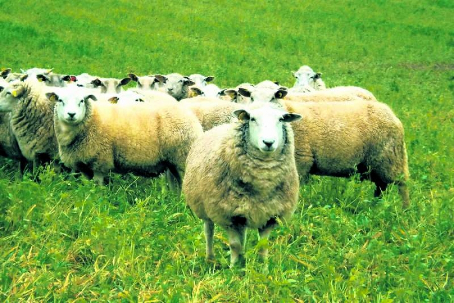 România ar putea exporta ovine şi bovine în Orientul Mijlociu