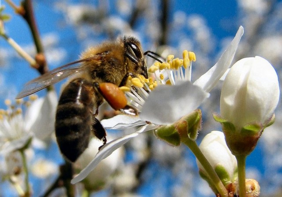 Schimbările climatice, o ameninţare pentru albine din cauza reducerii numărului de flori