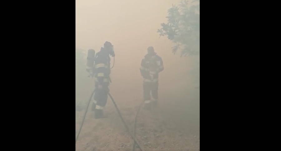 UPDATE: Culturi de floarea soarelui şi porumb, în pericol! Incendiu puternic de vegetaţie într-o pădure privată din judeţul Brăila (VIDEO)