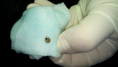 Al doilea caz de boală Lyme în judeţul Galaţi