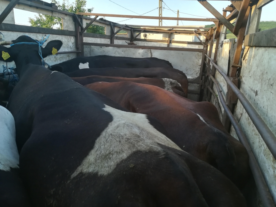 Transport ilegal de bovine, depistat în judeţul Galaţi (FOTO)