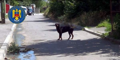 Sancţionat pentru nesupravegherea câinelui