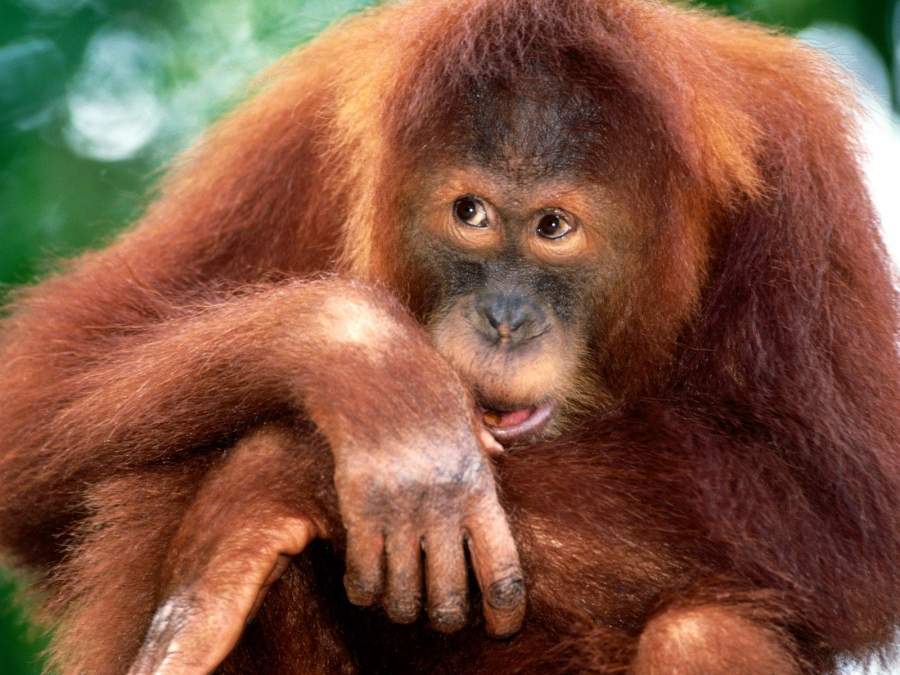 Aproximativ 60% dintre primate sunt pe cale de dispariţie